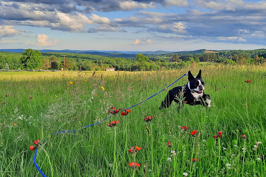 Leashed Dog Running Through Wildflowers at Belden Hill Campground